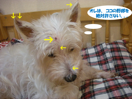 e0066883_22553330.gif