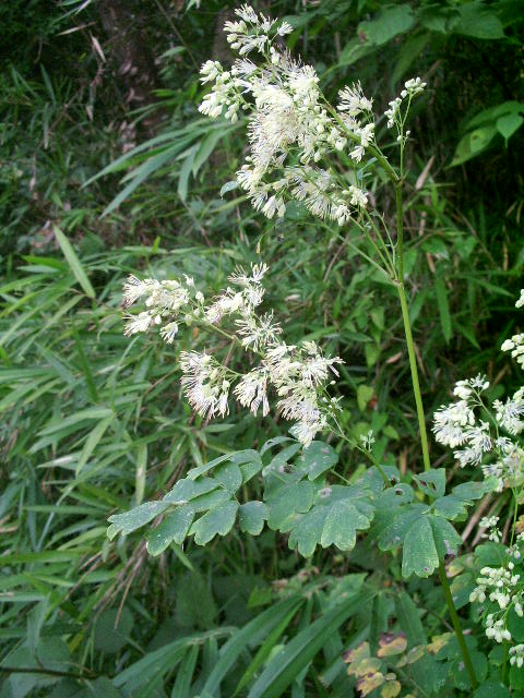 e0025300_2062311.jpg