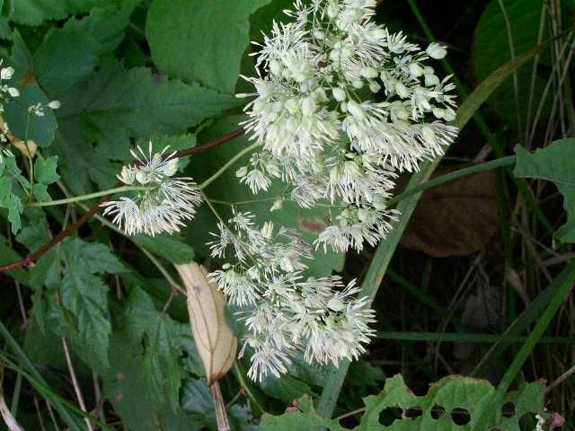 e0025300_2092866.jpg