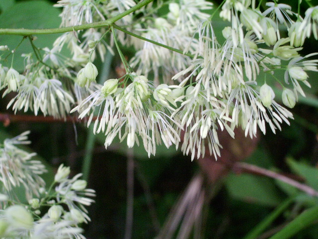 e0025300_2095513.jpg