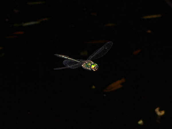 e0002314_19461778.jpg