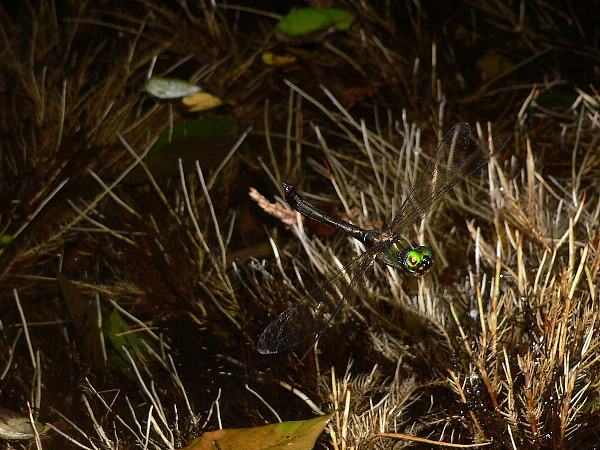 e0002314_19463548.jpg