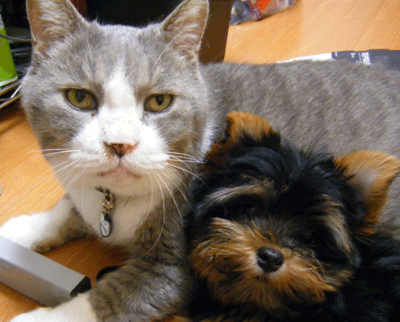 f0008935_0331572.gif