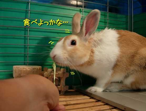 a0095546_21545929.jpg