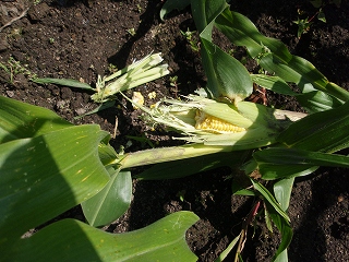 e0004756_2021849.jpg