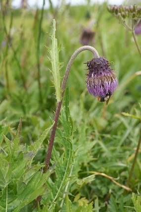 e0054067_20532120.jpg