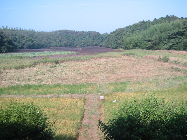 d0094868_135318.jpg