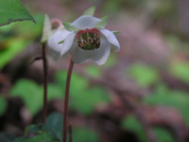 c0042869_18525621.jpg