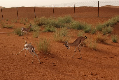 e0066474_053787.jpg