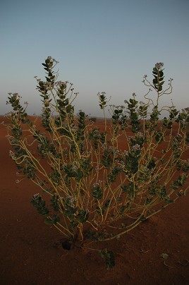 e0066474_16144331.jpg