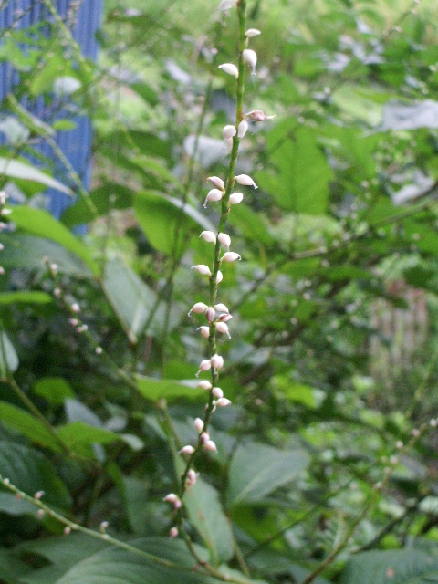 e0025300_1354927.jpg