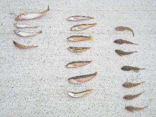 a0101503_35488.jpg