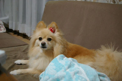 b0075318_22393787.gif