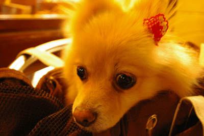 b0075318_2243967.gif