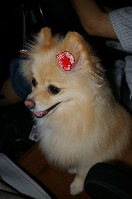b0075318_2244349.gif