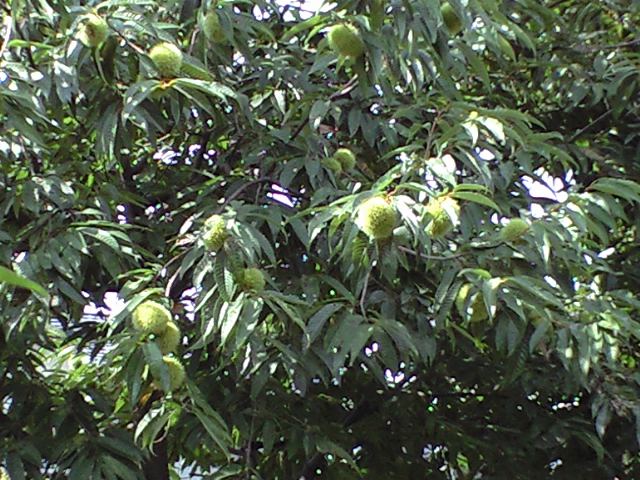 e0123920_10204178.jpg