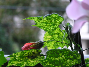 f0128723_130204.jpg