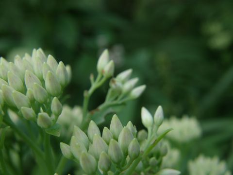 e0145033_2010463.jpg