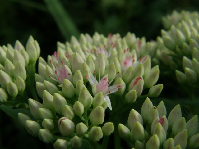 e0145033_20134543.jpg