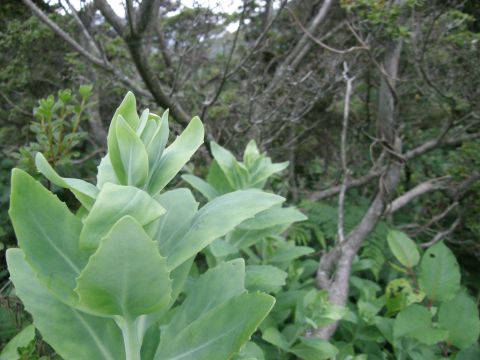 e0145033_207045.jpg