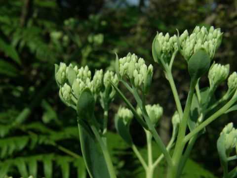 e0145033_2083447.jpg
