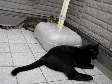c0136736_19585481.gif
