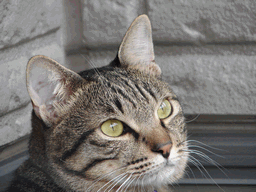 c0136736_2001827.gif