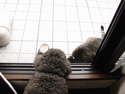 c0136736_2015393.gif