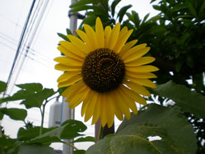d0035245_21303448.jpg