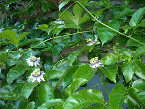 a0088456_17145595.jpg