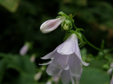 c0042869_20475922.jpg