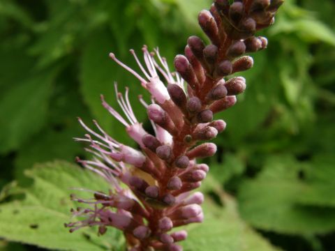c0042869_2101559.jpg
