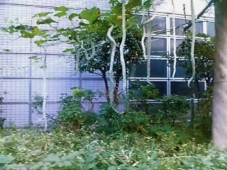 c0076383_1134340.jpg
