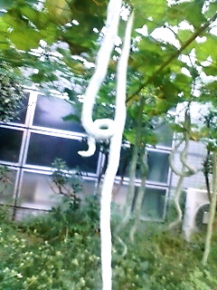 c0076383_1142732.jpg