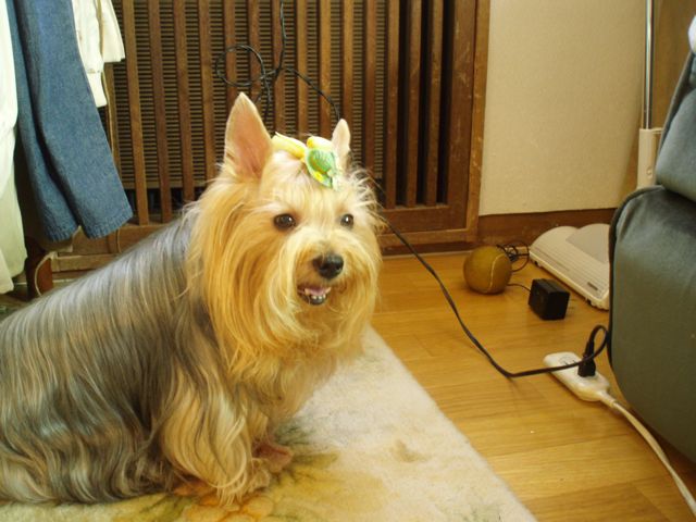 f0130894_1726532.jpg