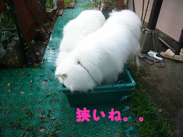 e0018604_1645591.jpg
