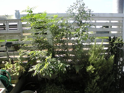 f0138934_172569.jpg