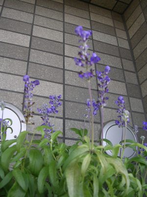 c0178453_8282036.jpg