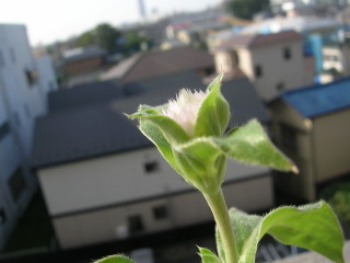 c0178453_8284245.jpg