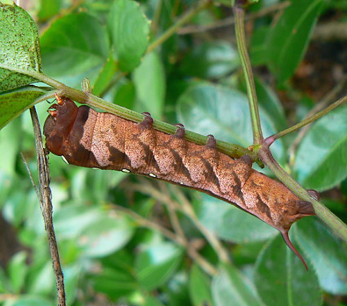 d0091754_254914.jpg