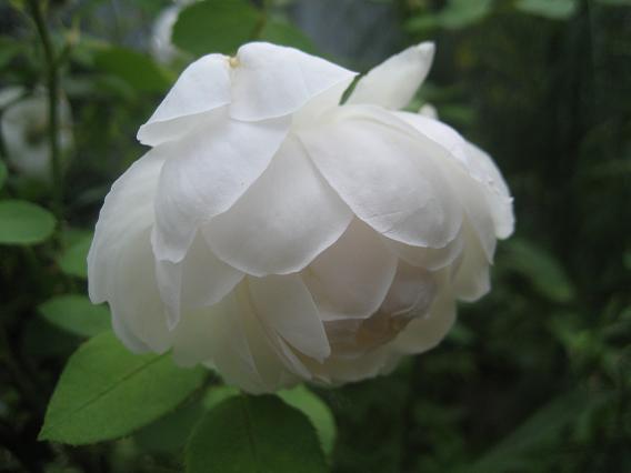 a0075455_817421.jpg