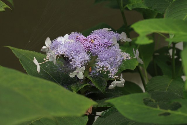 f0044056_1431914.jpg