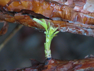 d0050472_17431965.jpg