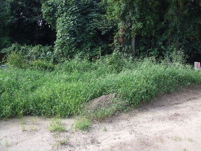 e0055880_20433754.jpg