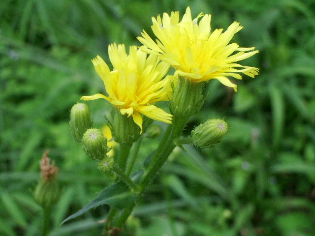 e0025300_13392653.jpg