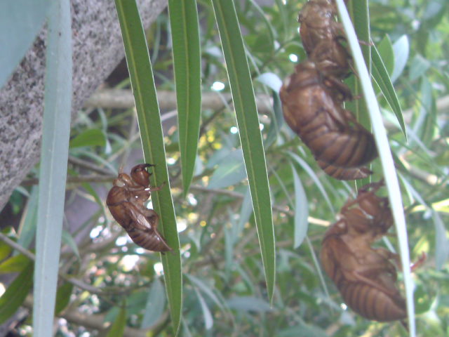 e0016828_2326434.jpg