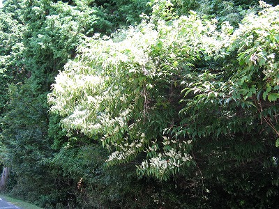 f0009128_22433776.jpg
