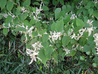 f0009128_2243699.jpg