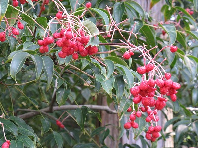 f0009128_2246055.jpg