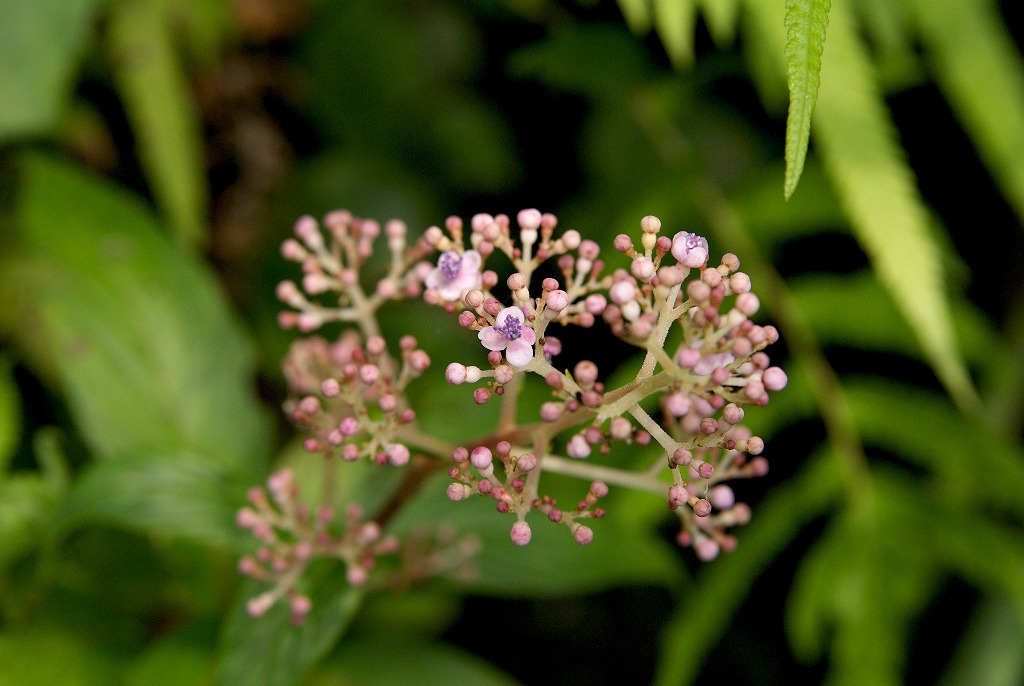 d0053930_1661156.jpg